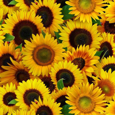 Yellow Sunflowers Packed by the yard